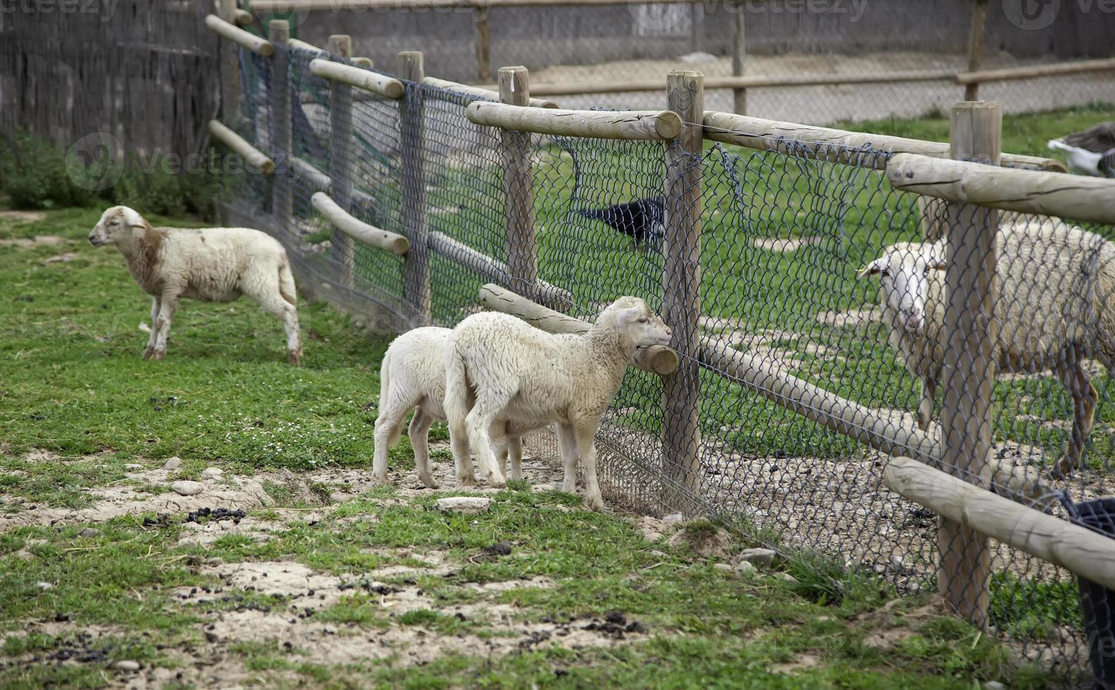 moutons dans ferme photo
