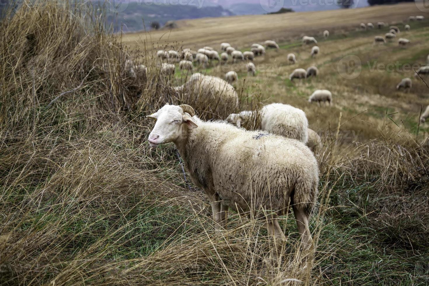 moutons dans le champ photo