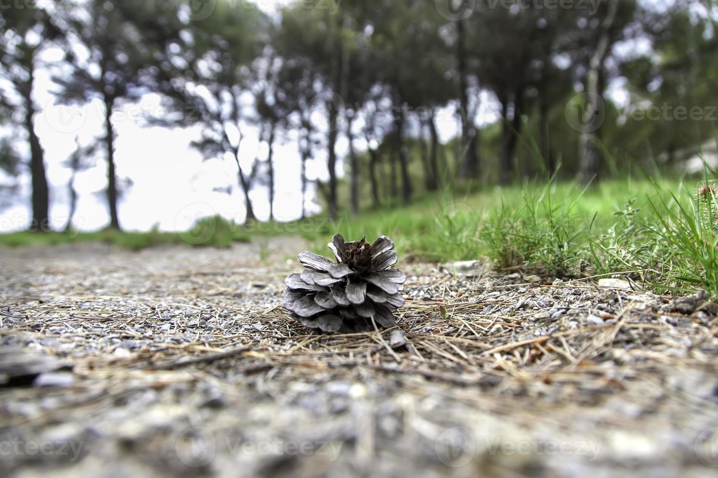 ananas séché dans une forêt photo