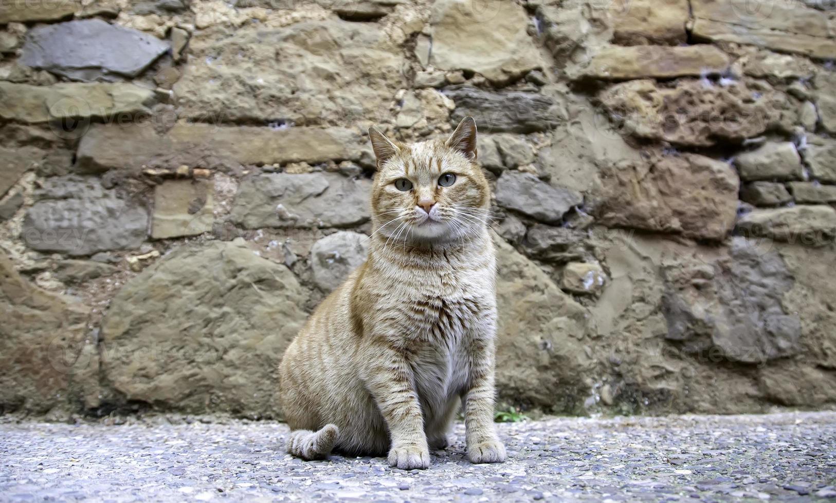 chat de rue tabby orange photo