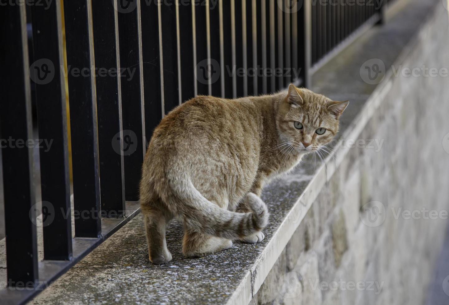 chats sur clôture photo