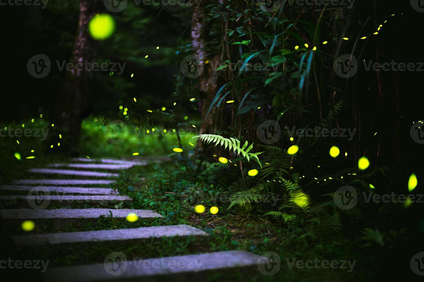 lucioles dans la brousse la nuit à taiwan photo