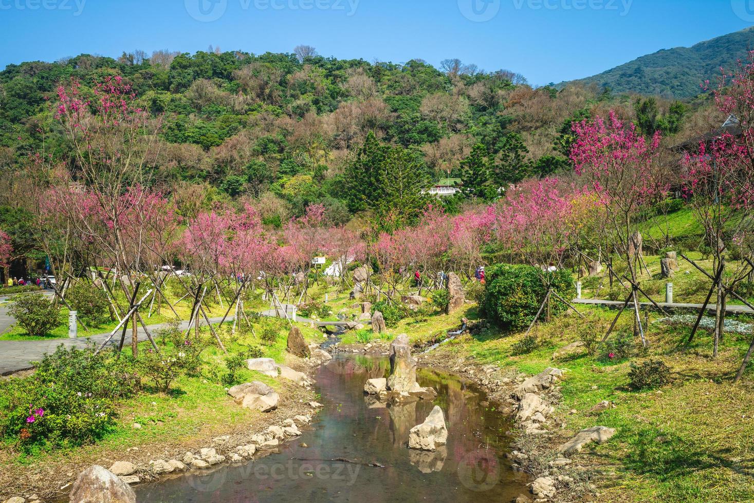paysage du parc national de yangmingshan à taipei avec des fleurs de cerisier, taiwan photo