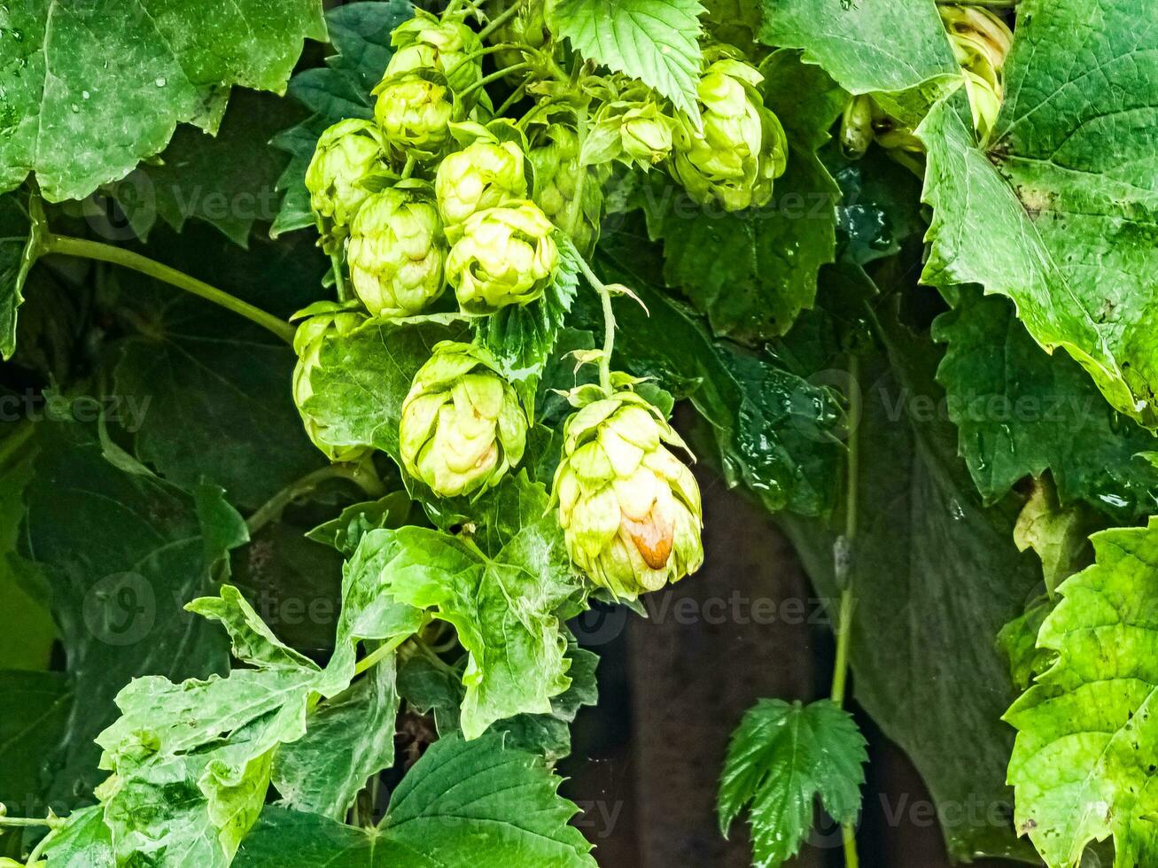 maturité dans l'automne de Frais vert saut cônes sur une branche. utilisé pour fabrication bière, pain, dans médecine, pharmacologie, fermer photo
