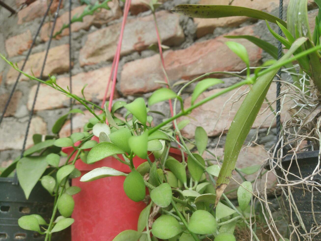 gratuit Télécharger de vert feuilles arbre dans jardin les usages pour intérieur décor et embellissement. photo