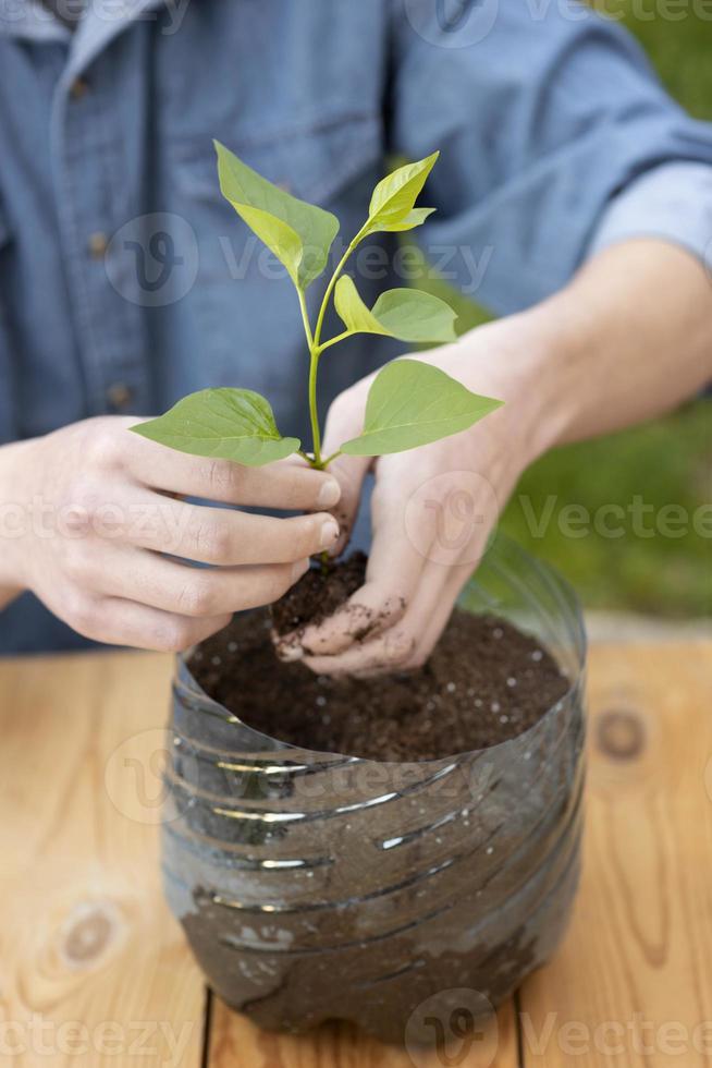 une plante dans un pot en plastique photo