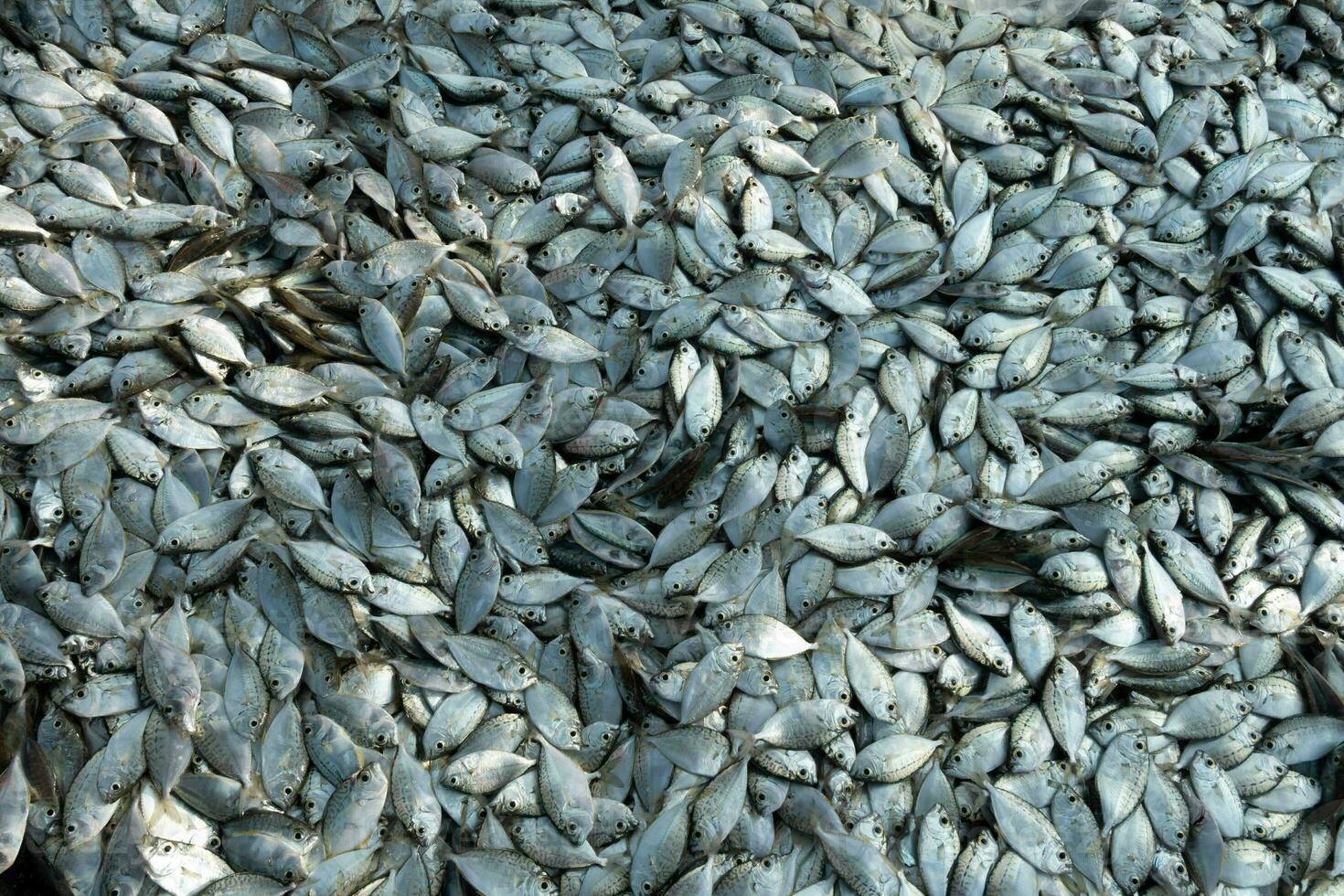 beaucoup Frais petit en bonne santé fermer argent brut non cuit sardine anchois basse poisson animal capture de bleu océan mer méditerranéen comme une ingrédient pour Fruit de mer et nourriture marché industrie restaurant épicerie photo
