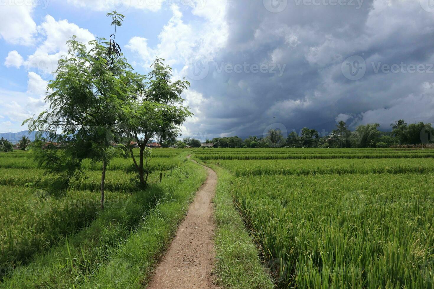 pays route entre riz des champs photo