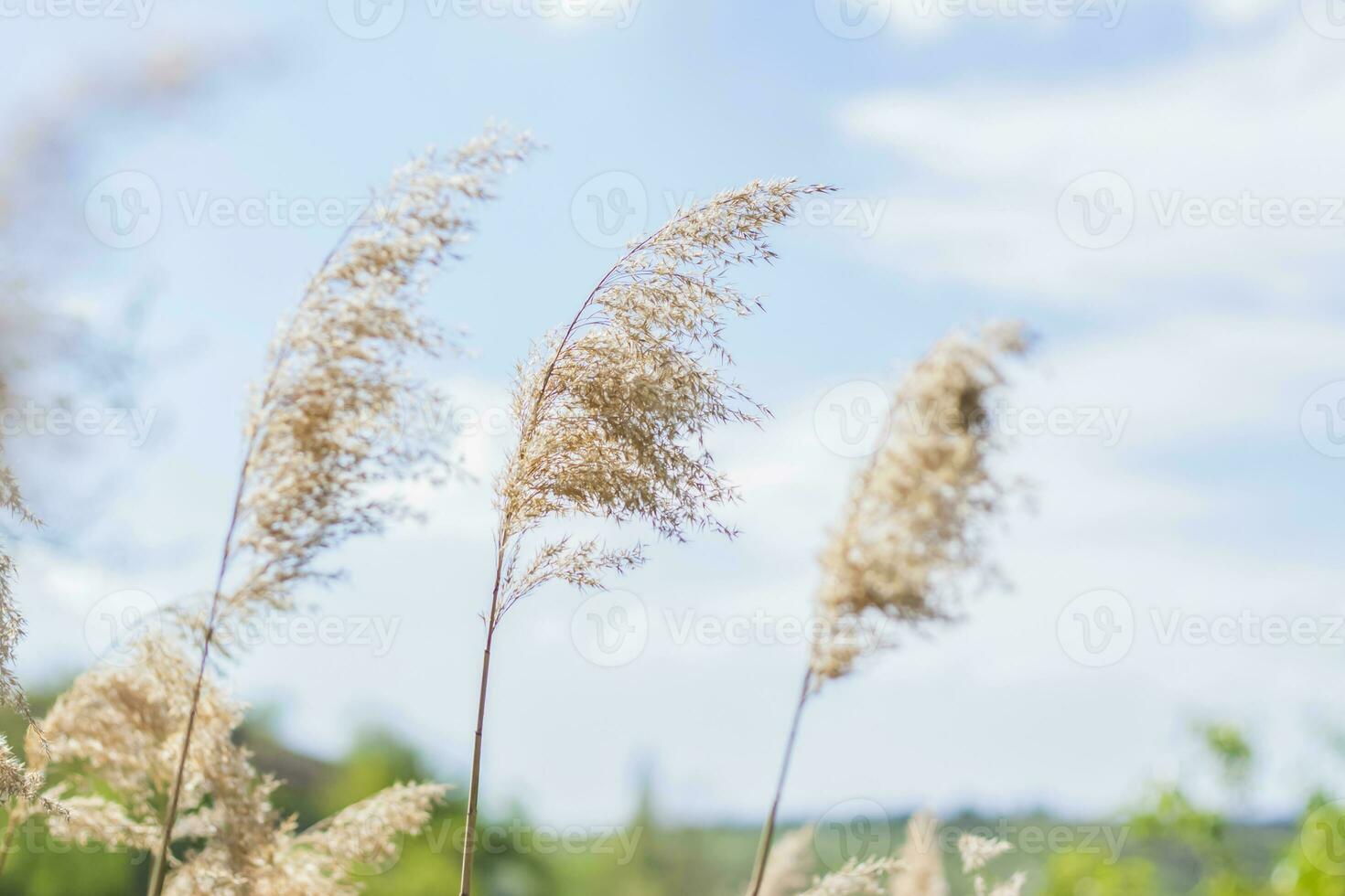 herbe de la pampa sur le lac, roseaux, graines de canne. les roseaux sur le lac se balancent dans le vent contre le ciel bleu et l'eau. fond naturel abstrait. beau motif aux couleurs vives photo