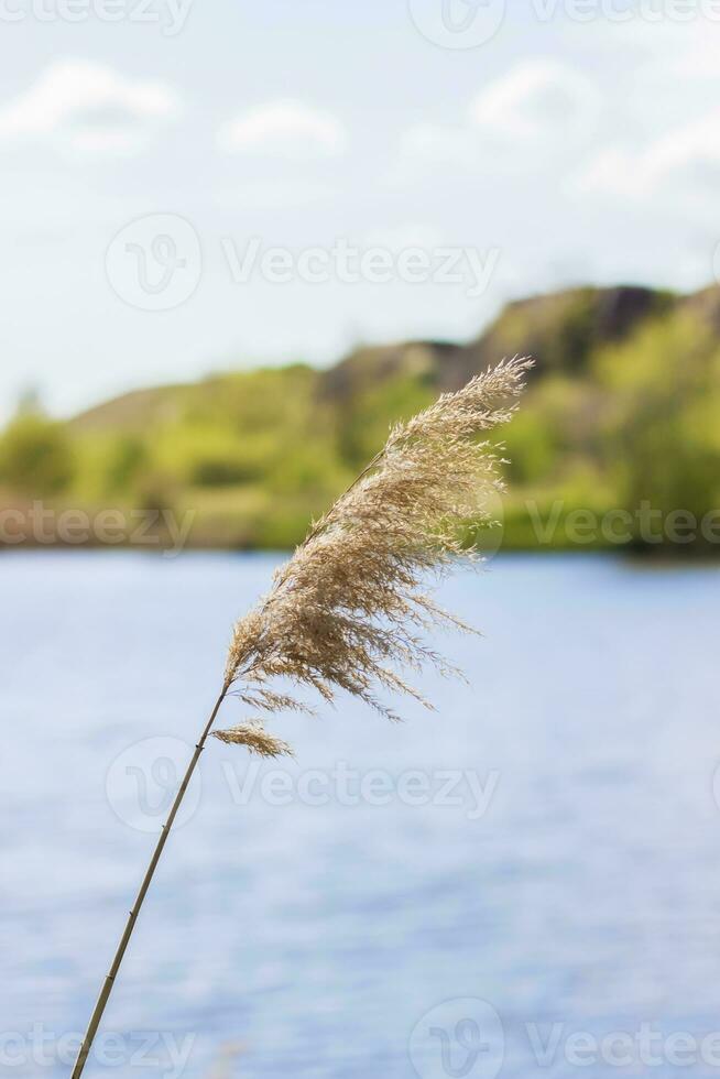 herbe de la pampa sur le lac, roseaux, graines de canne. les roseaux sur le lac se balancent dans le vent contre le ciel bleu et l'eau. fond naturel abstrait. beau motif aux couleurs vives photo