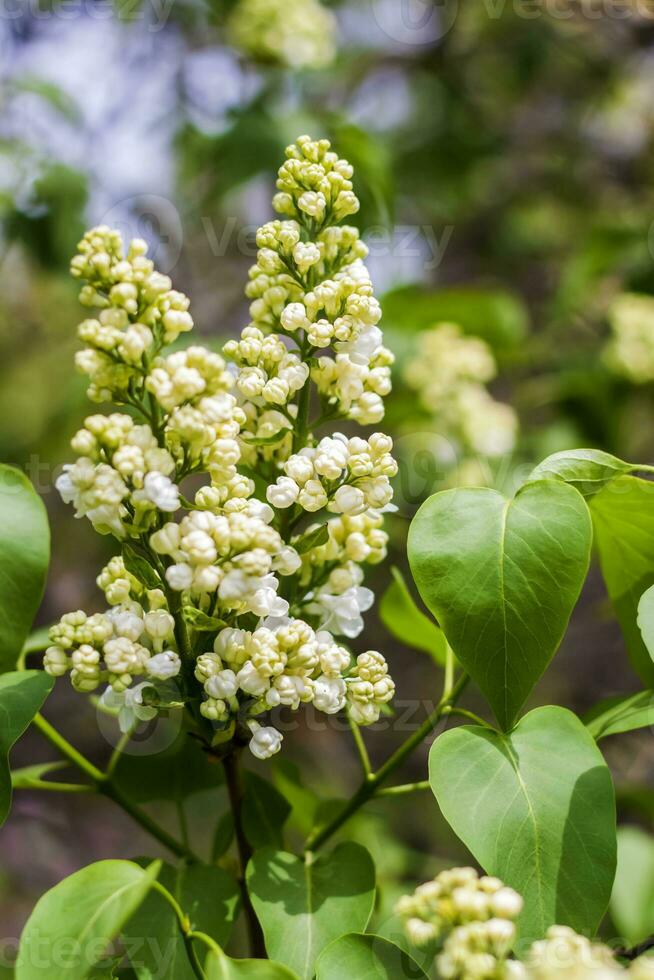 lilas fleurit sur une ensoleillé printemps journée dans peut. le fleurs étaient juste début à floraison. Contexte image avec une espace pour le texte. Naturel floral Contexte. printemps jour, photo