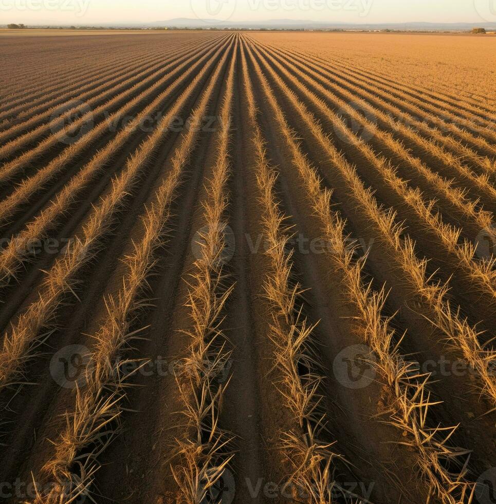 aérien vue de une Dénudé champ de cultures, monde nourriture journée images photo