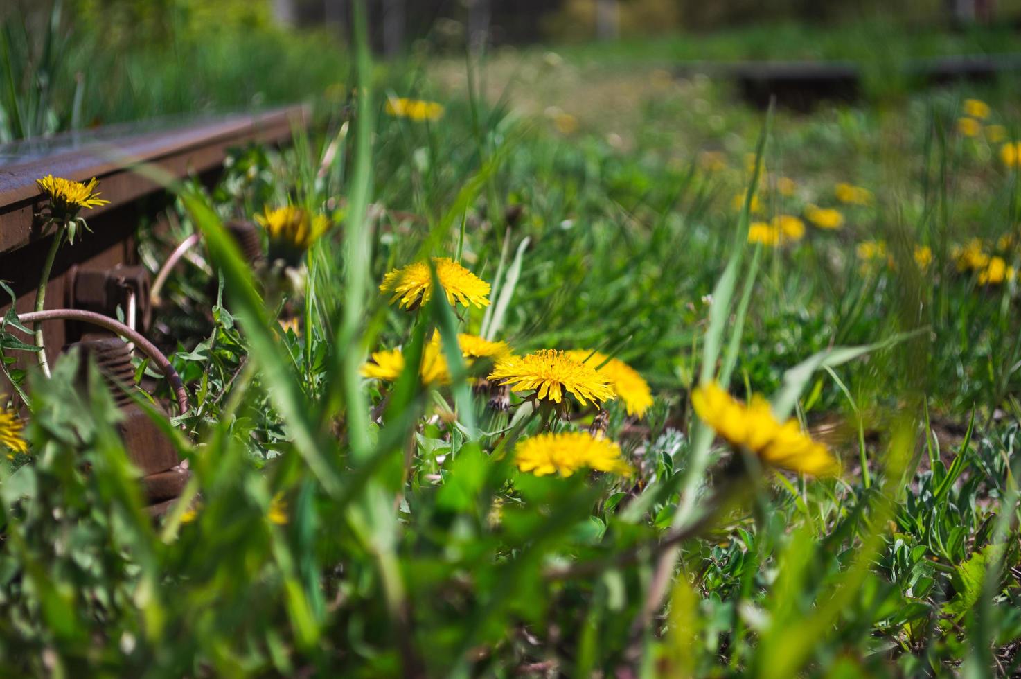 Fleur jaune de pissenlit libre à côté du chemin de fer photo