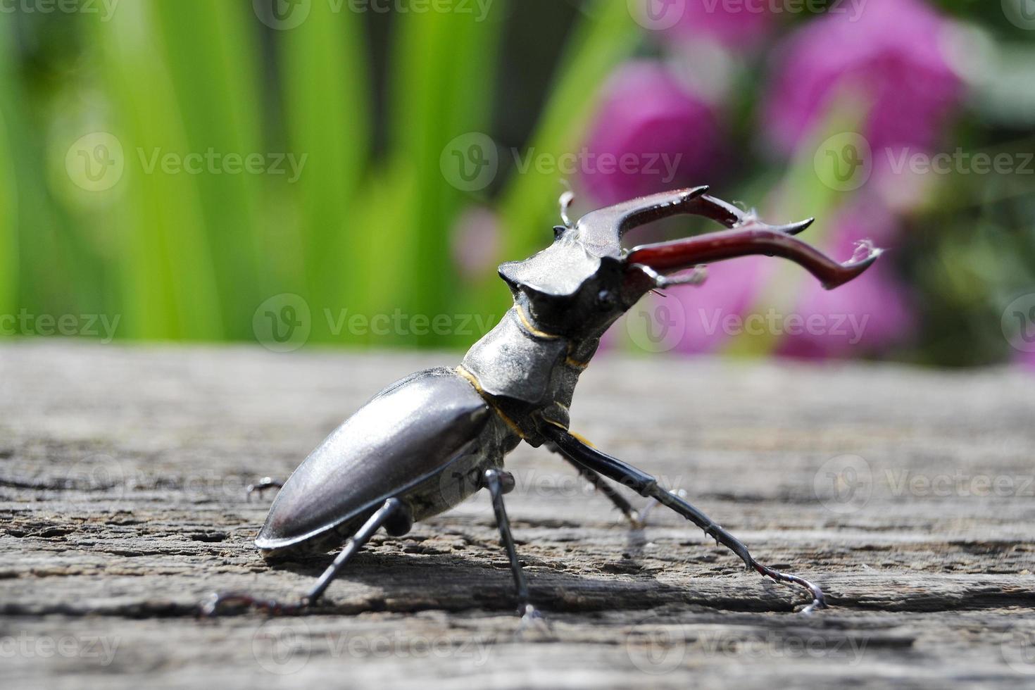 Coléoptère mâle avec des mâchoires longues et pointues dans la forêt sauvage assis sur le tronc d'un chêne photo