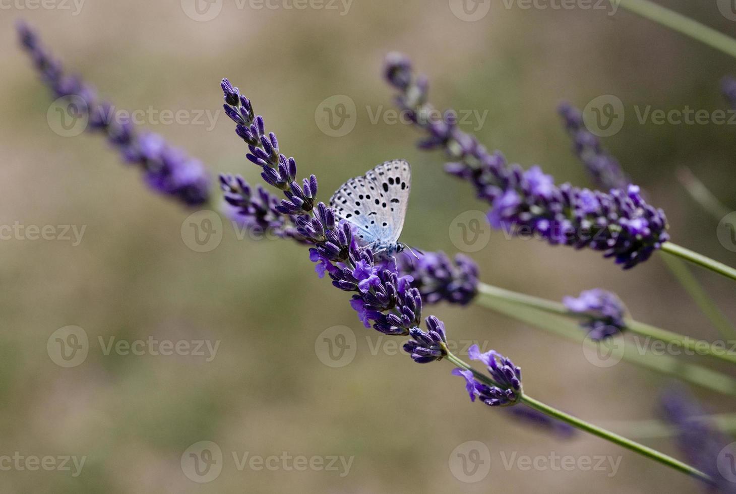 Un papillon en quête de fleurs de lavande dans la province du Lot, France photo