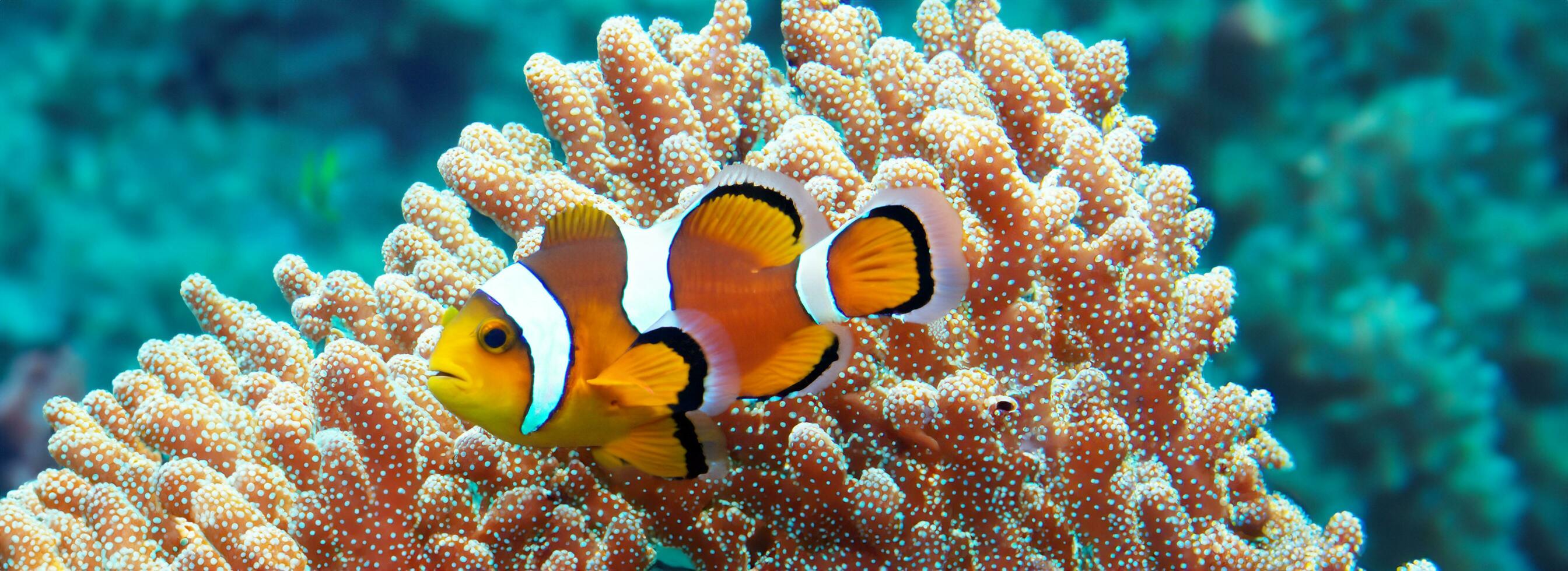 pitre poisson et corail sous-marin anémone poisson la vie dans le mer 3d illustration photo