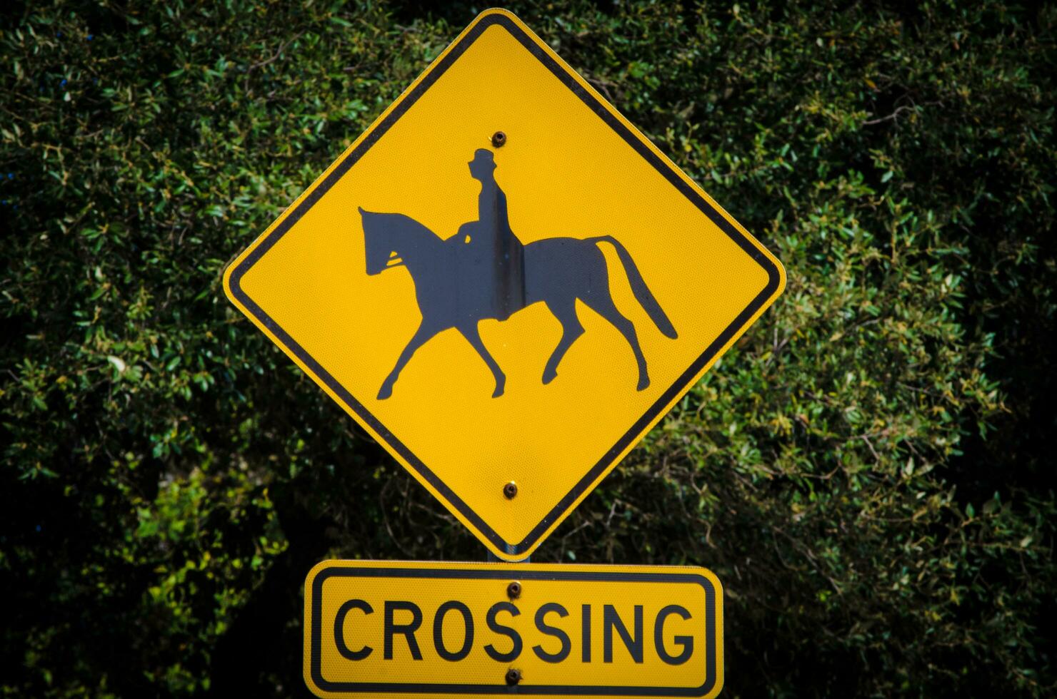 carré Jaune cheval traversée signe est une avertissement signe. Conducteurs rencontrer une cheval traversée signe devrait être alerte pour tout gens photo