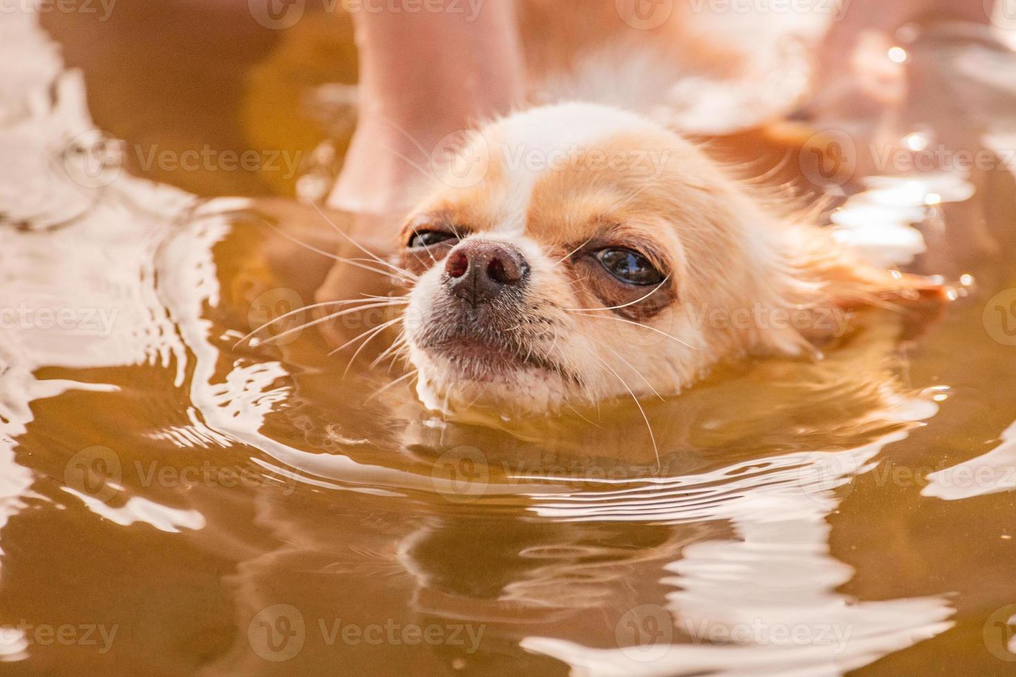 chien chihuahua nage dans la rivière. mains d'une fille en arrière-plan pour soutenir le chien. photo