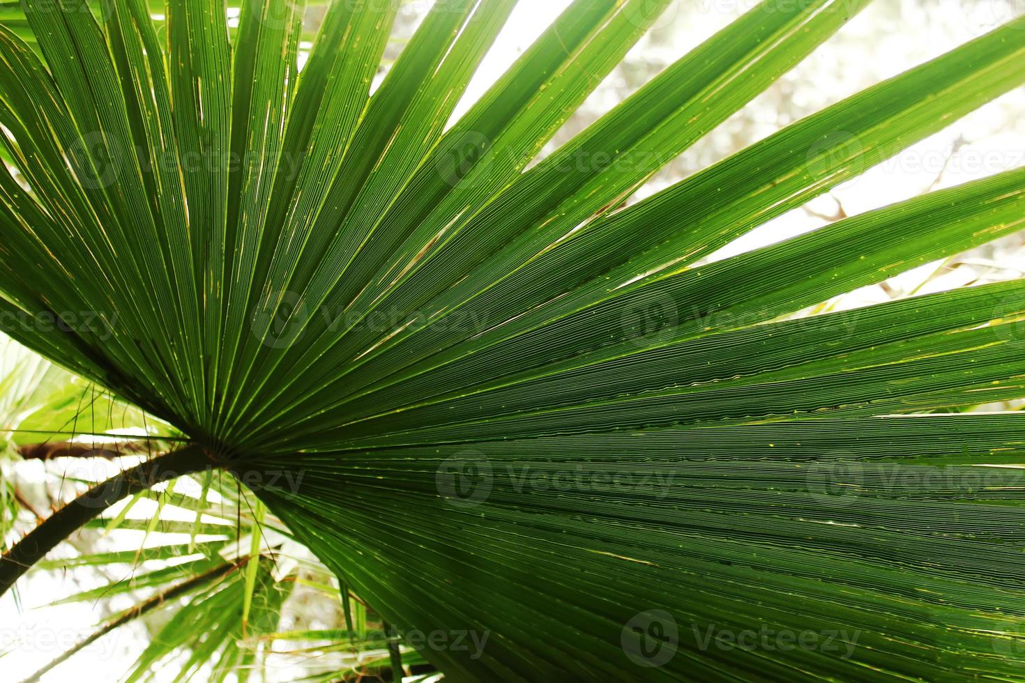 texture de plante à feuilles de palmier. concept d'été. fonds d'écran photo