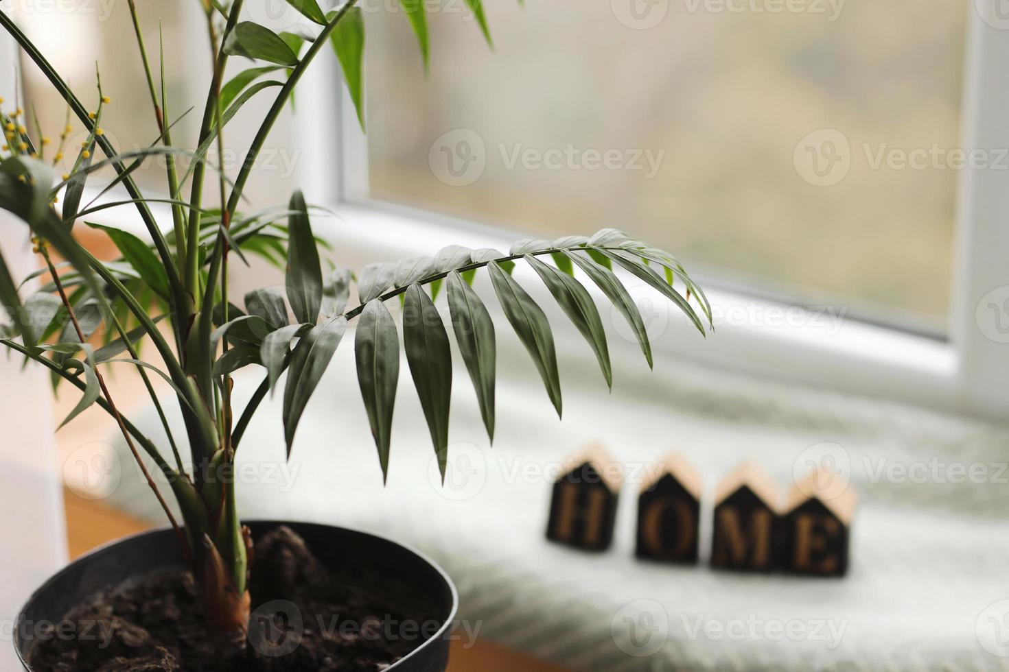 décoration d'intérieur de maison - plante d'intérieur avec des lettres de maison en bois sur le rebord de la fenêtre. Contexte. mise au point sélective photo