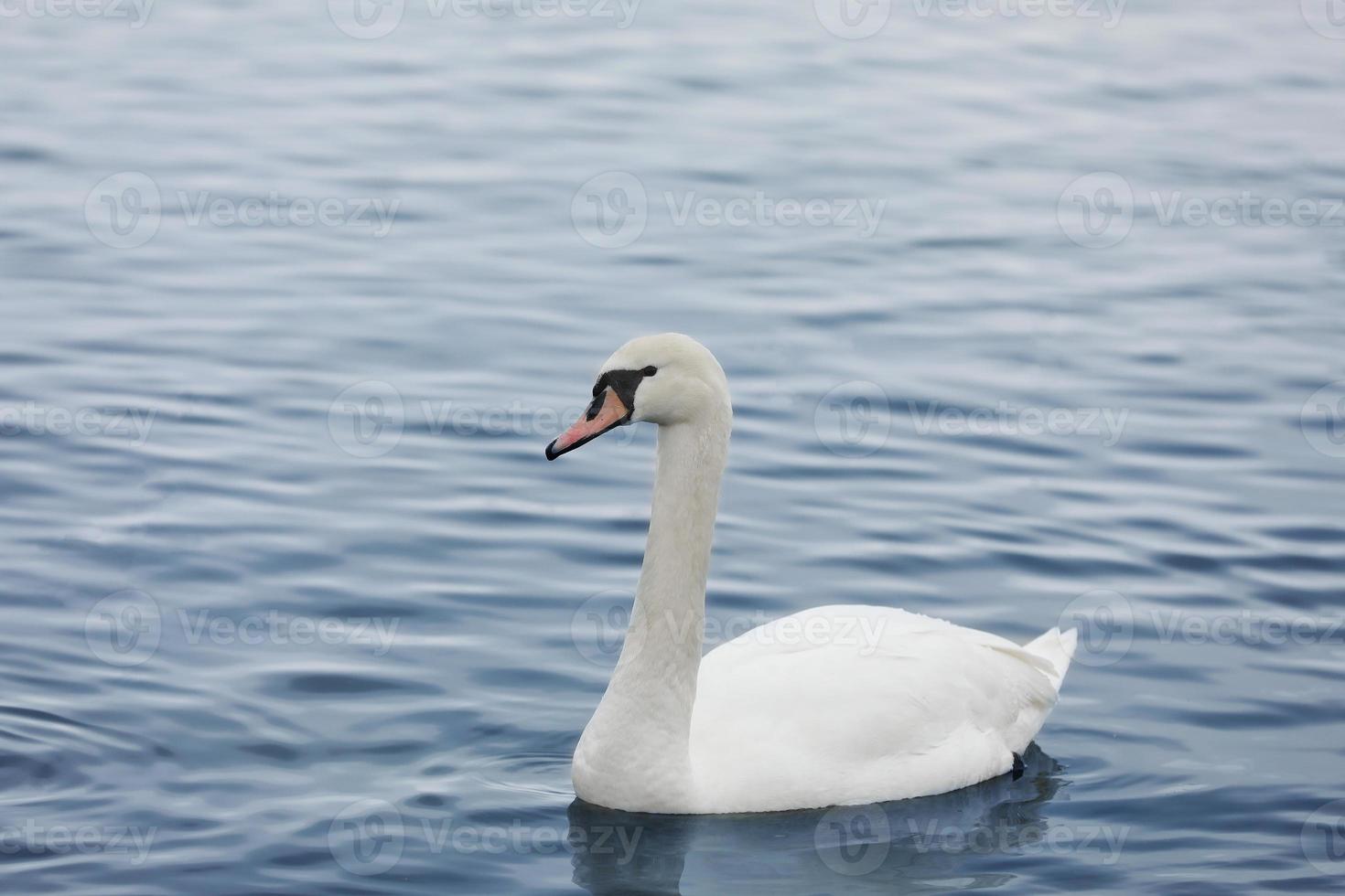 profil de cygne blanc sur le lac bleu brumeux. gracieux cygne blanc nageant dans le lac, cygnes à l'état sauvage. portrait d'un cygne blanc nageant sur un lac. le cygne tuberculé, nom latin cygnus olor. photo