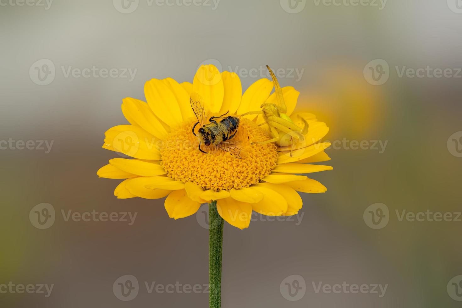 Araignée crabe fleur avec proie sur aster photo