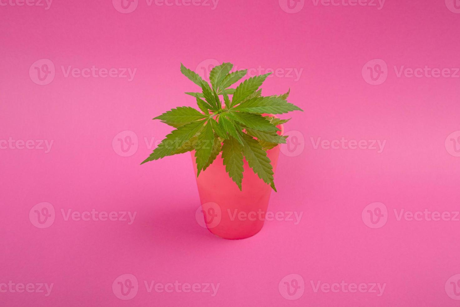 belle plante de cannabis sur fond rose photo