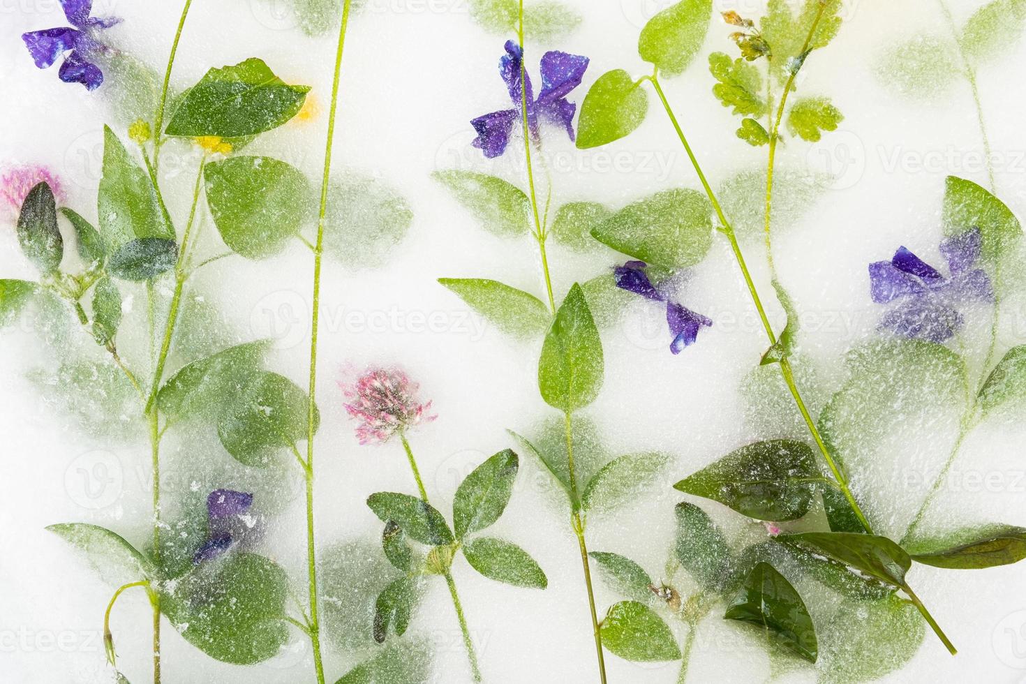 fleurs congelées dans la glace, fleurs bleues, fond décoratif photo