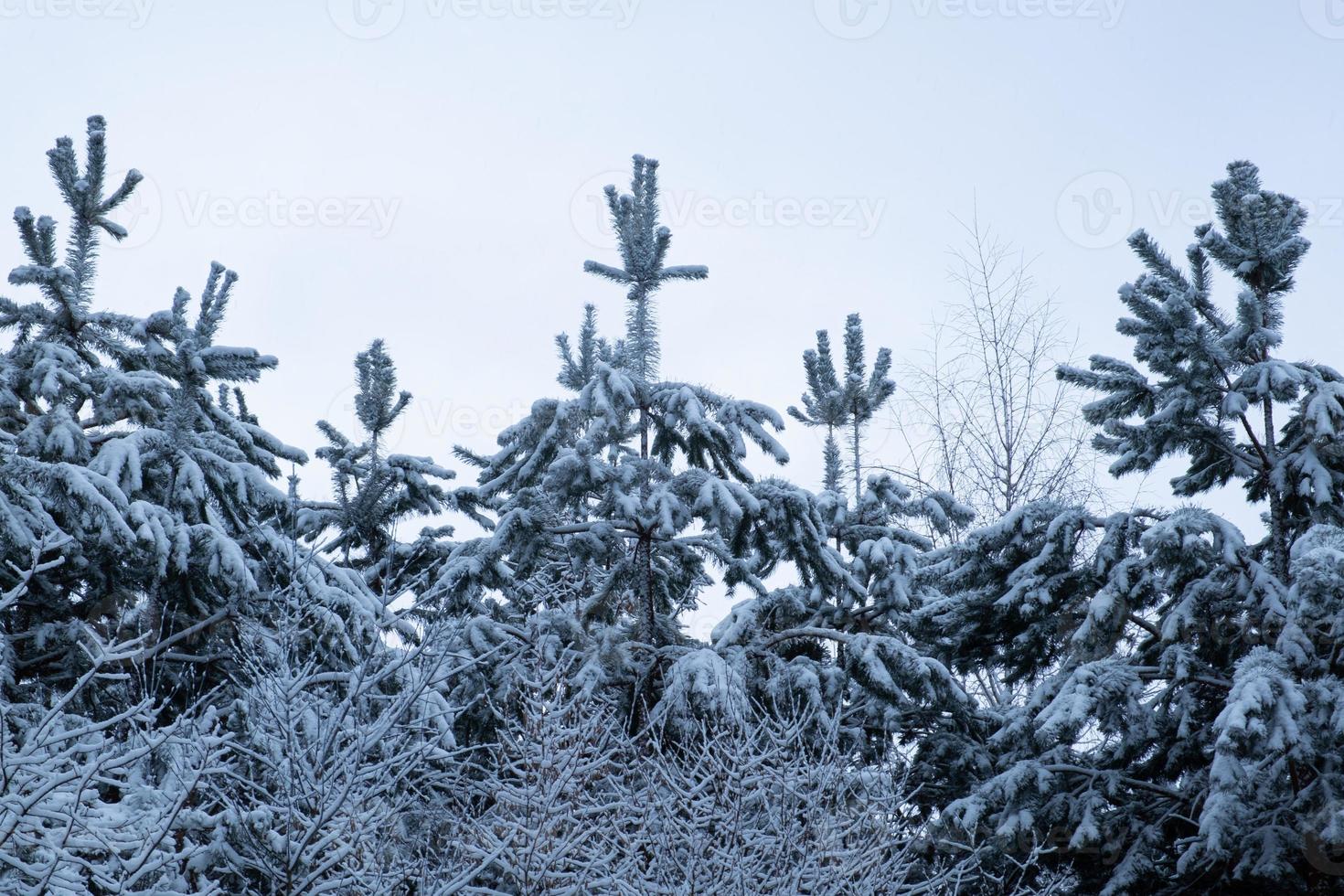 arbres enneigés d'hiver, fabuleuse forêt enneigée photo