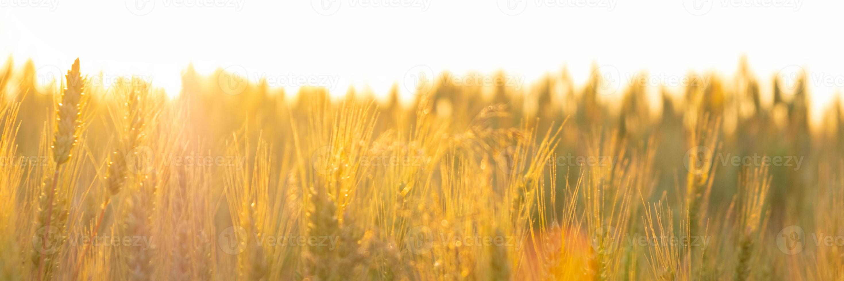 champ de blé dans les rayons soleil du matin, épillets à l'aube de lumière chaude orange photo