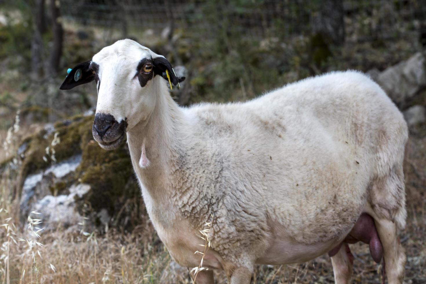 troupeau de moutons au portugal photo