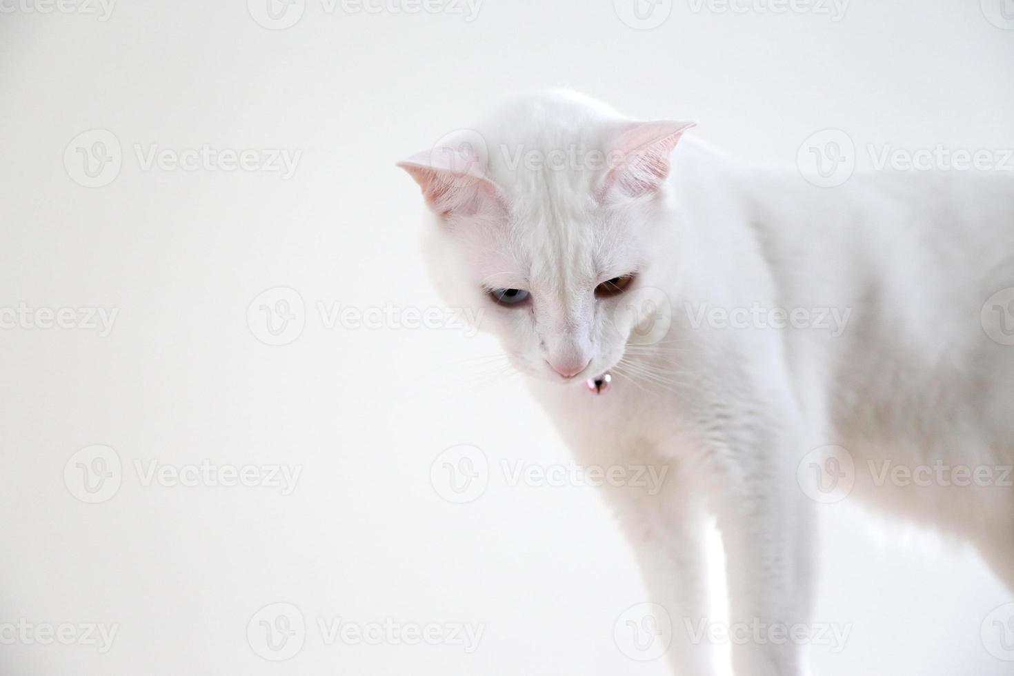 chat dans la maison photo