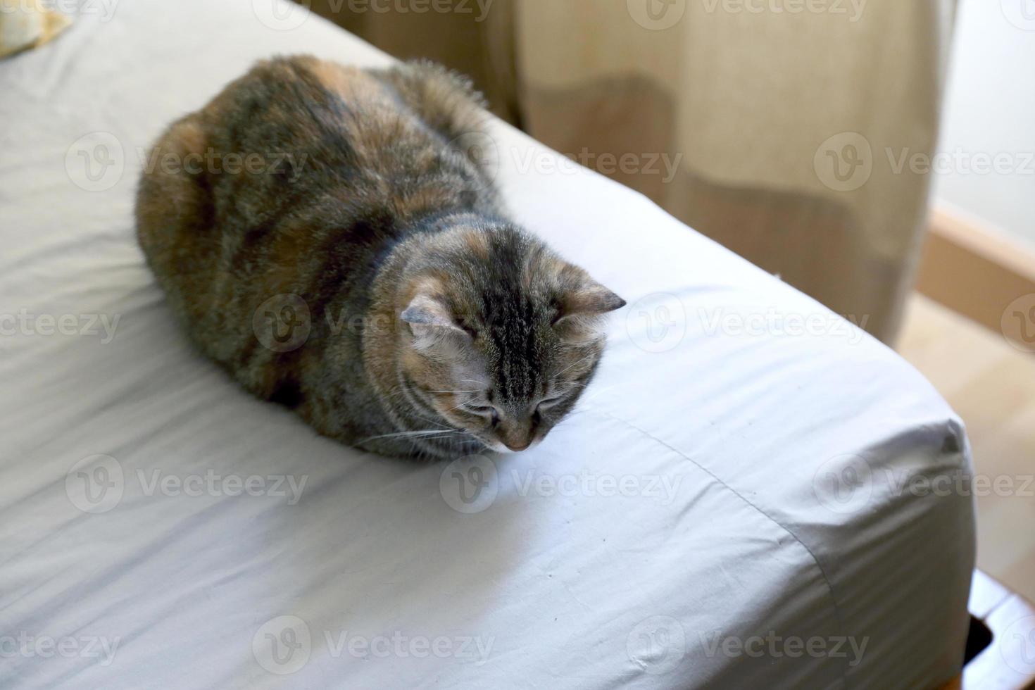 chat dans la maison photo