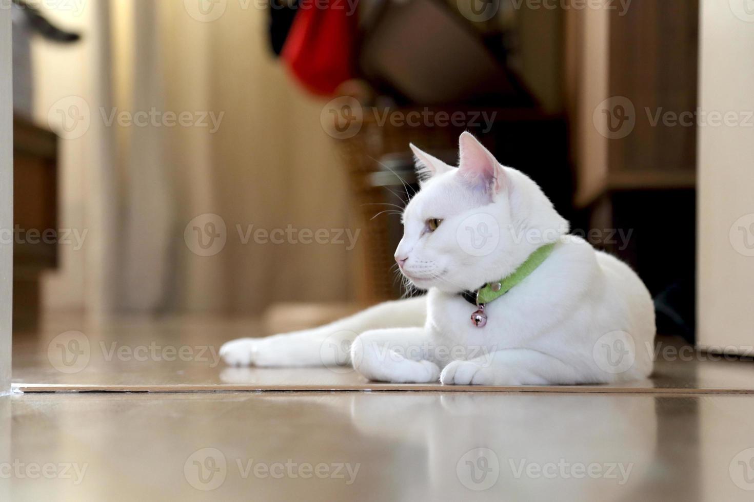 chat dans la maison photo