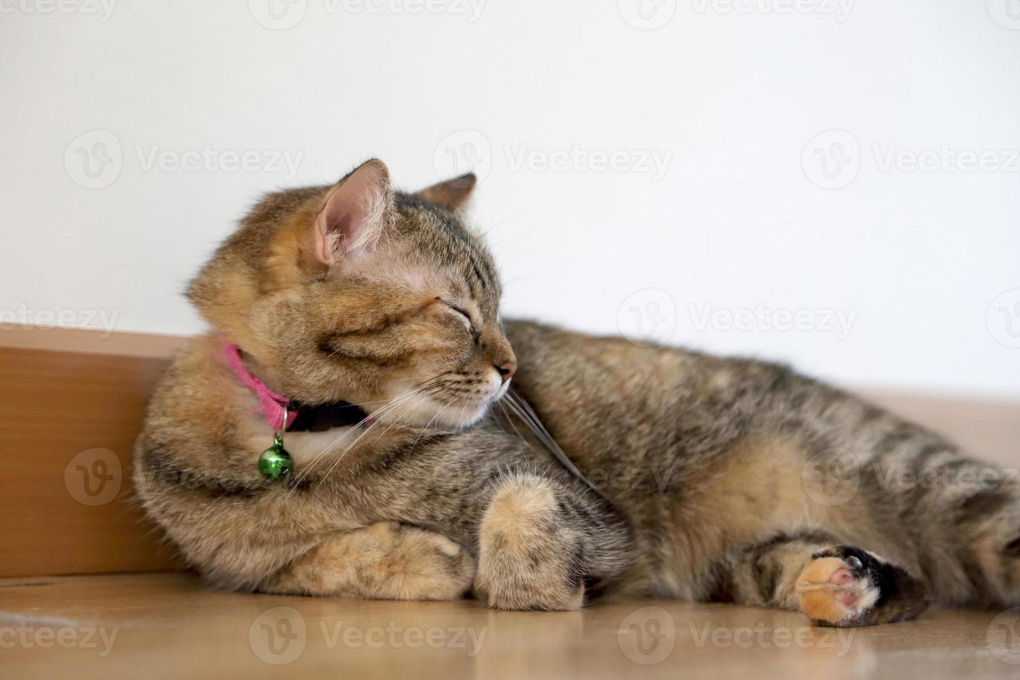 chat dans la maison photo