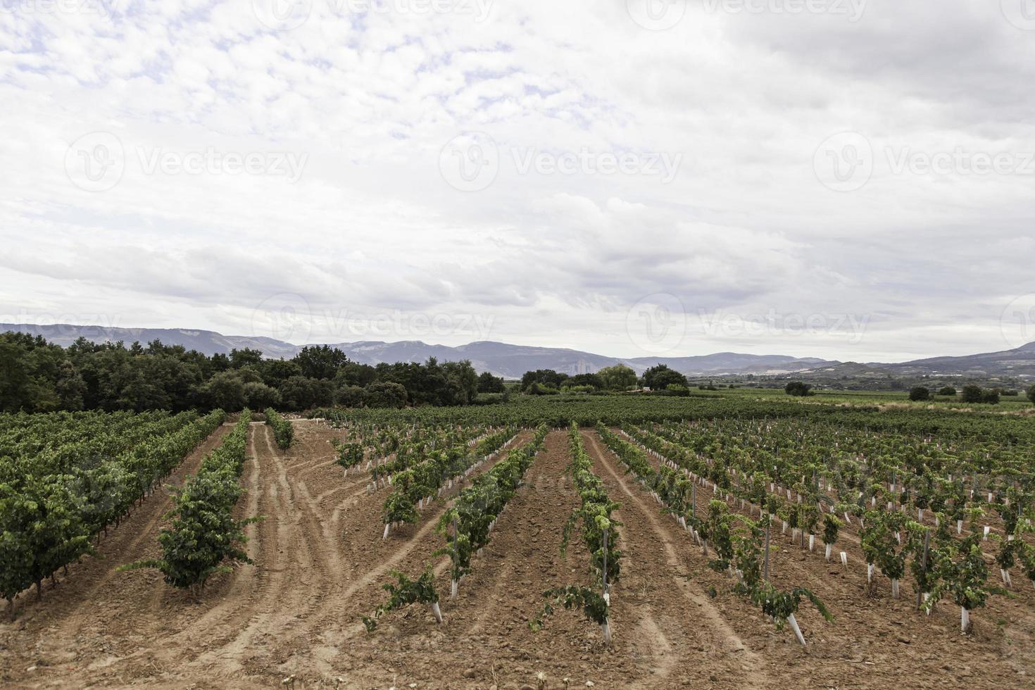 vignes de vignes photo