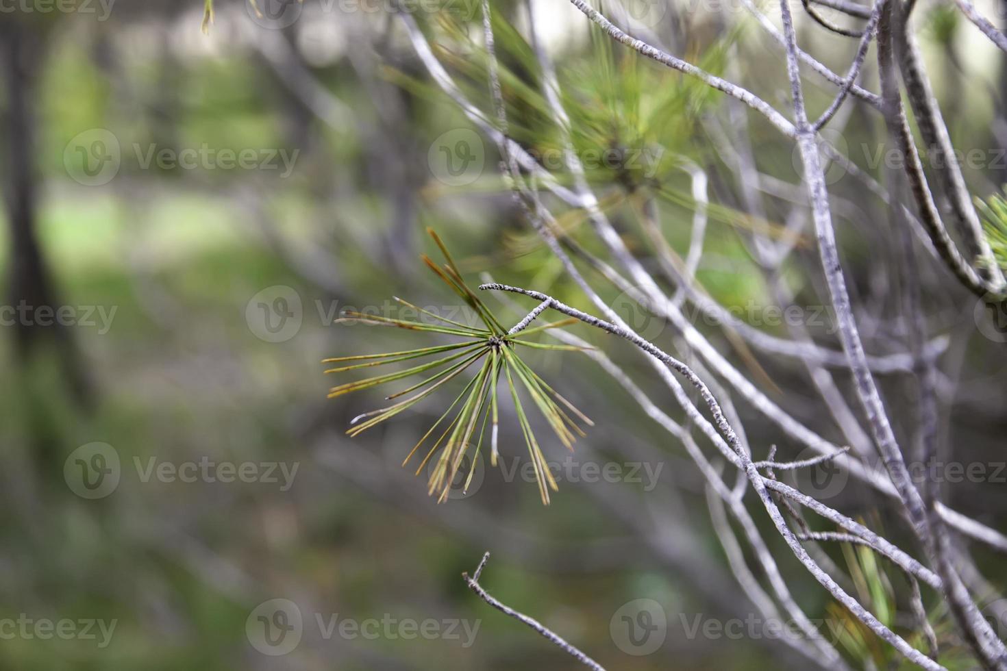 branches de pin dans une forêt photo