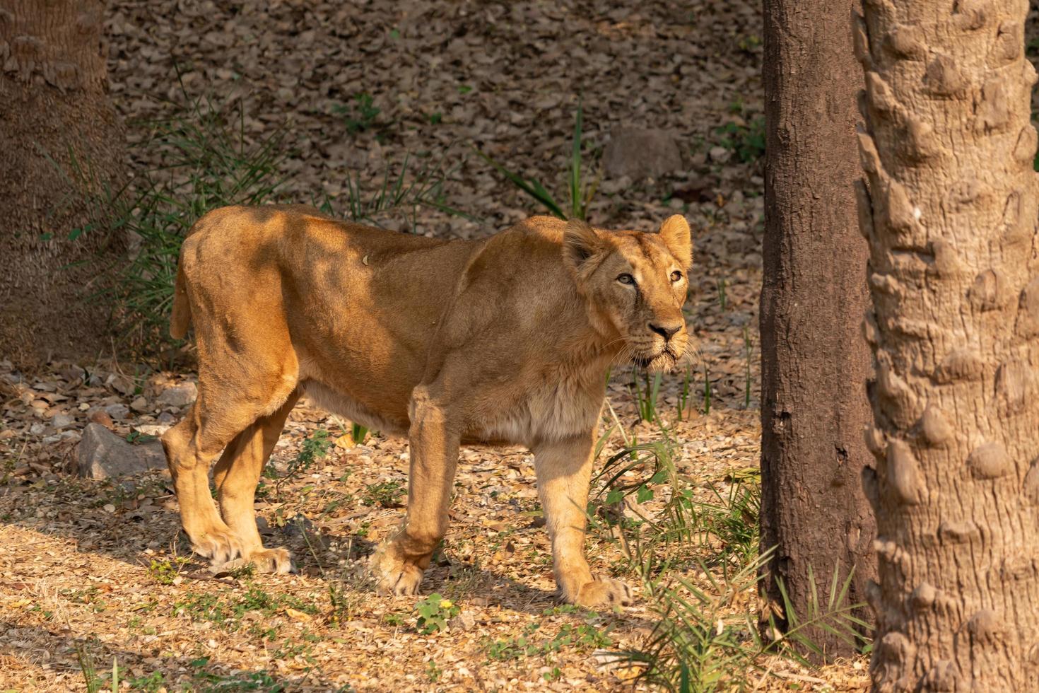 lion au zoo photo