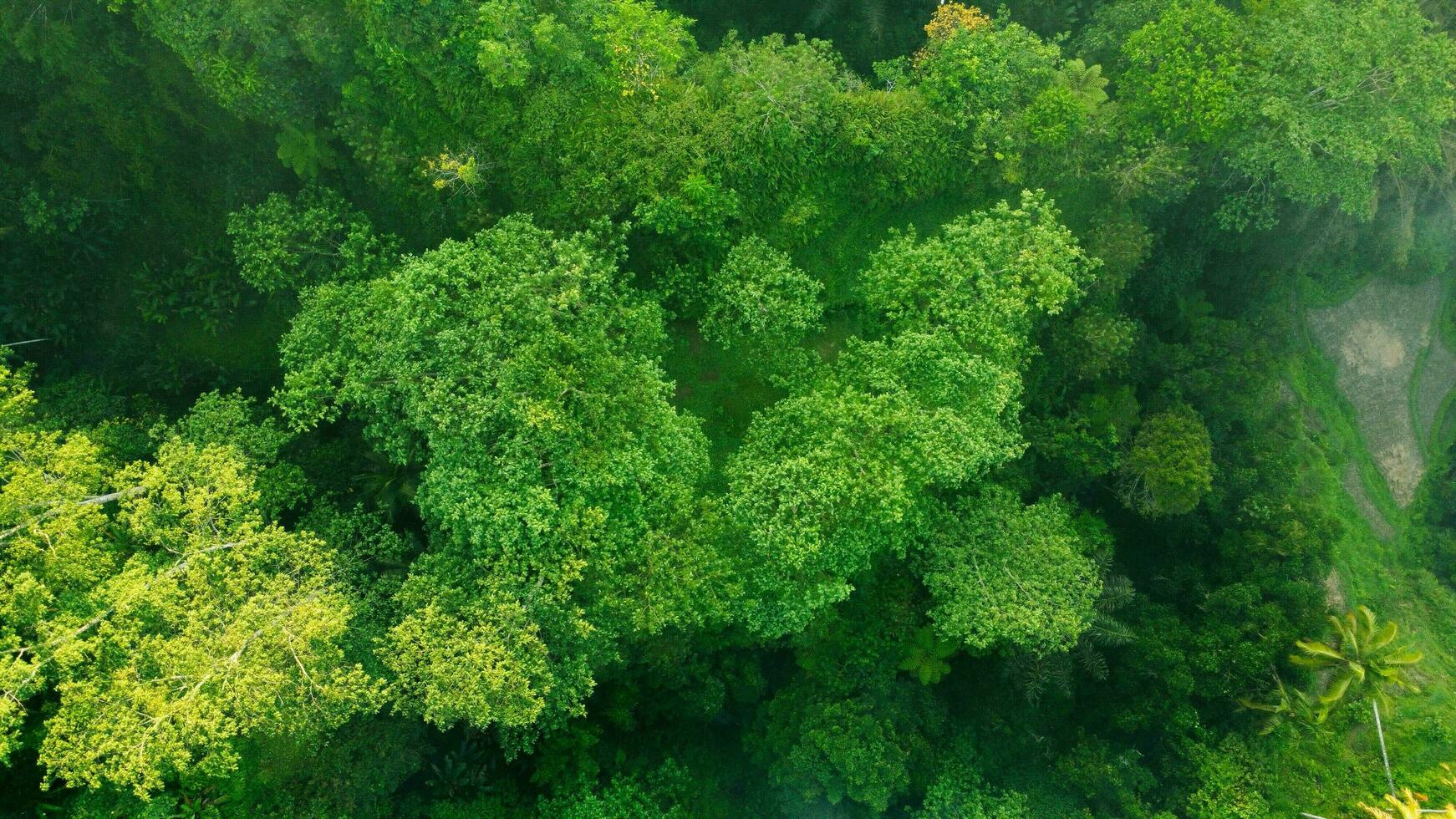 vert forêt arbre fond d'écran motif Haut vue photo