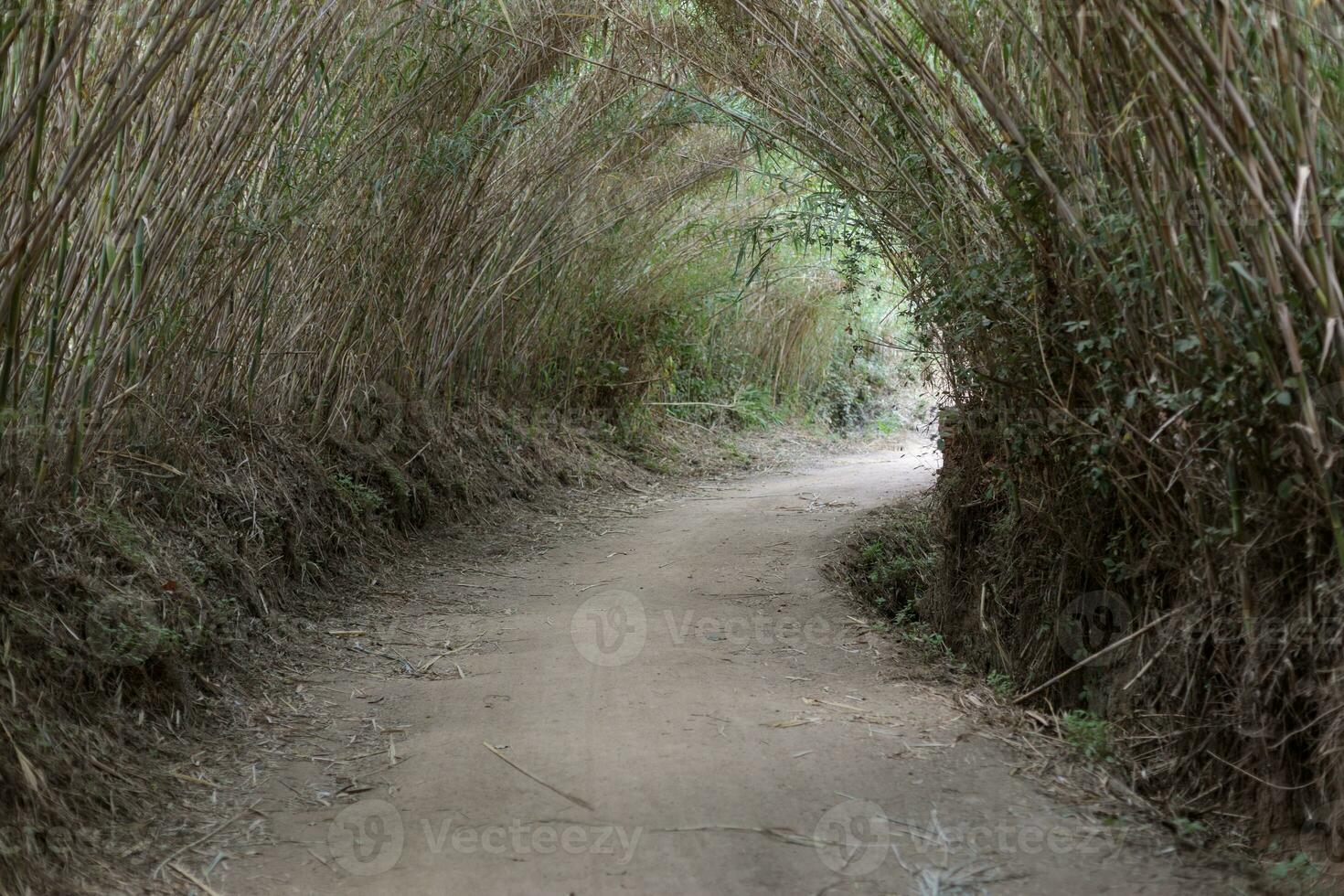 bambou canopée -naturel tunnel sur une saleté route photo