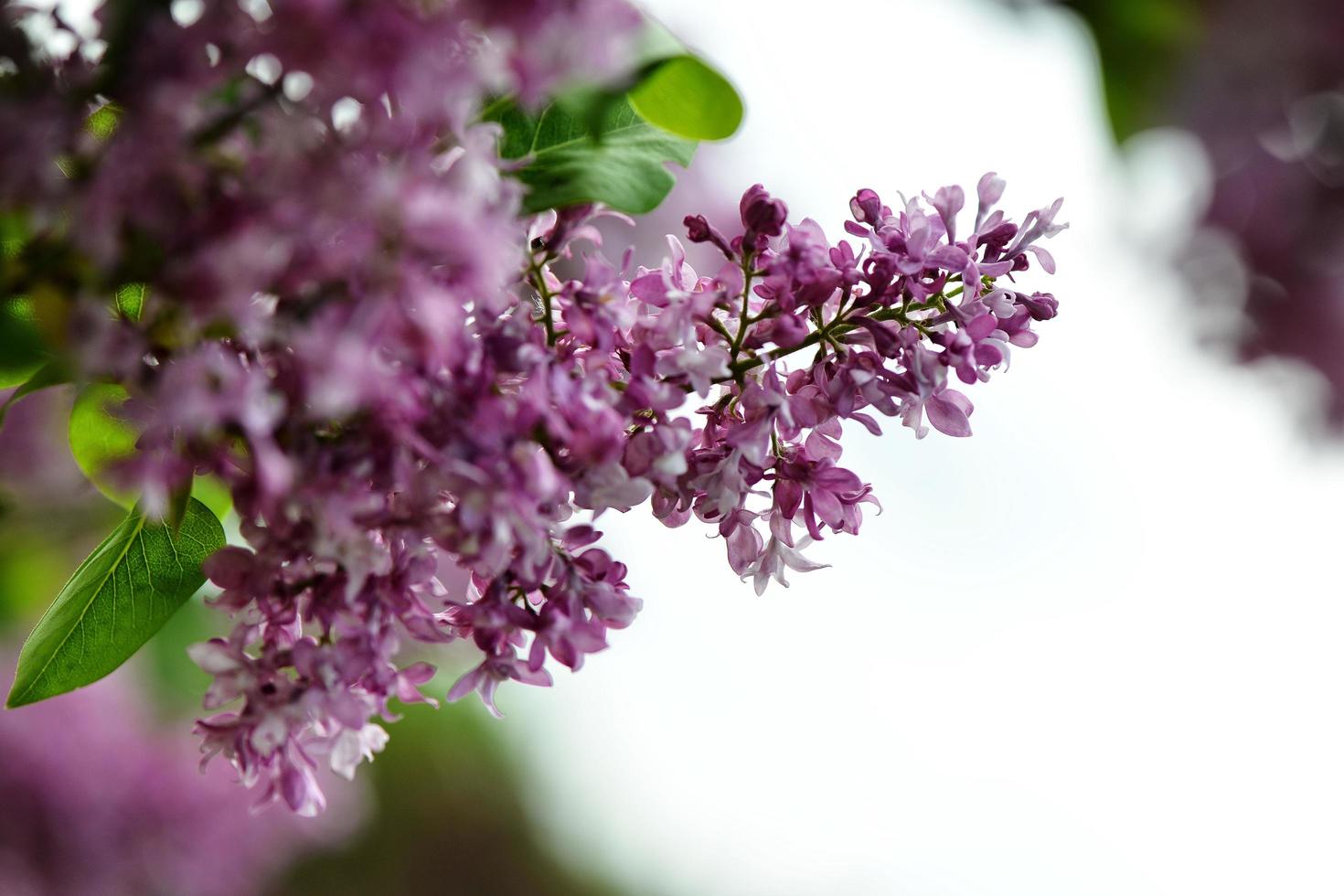 photographie abstraite en gros plan de mise au point sélective. le lilas fleurit dans le jardin. photo