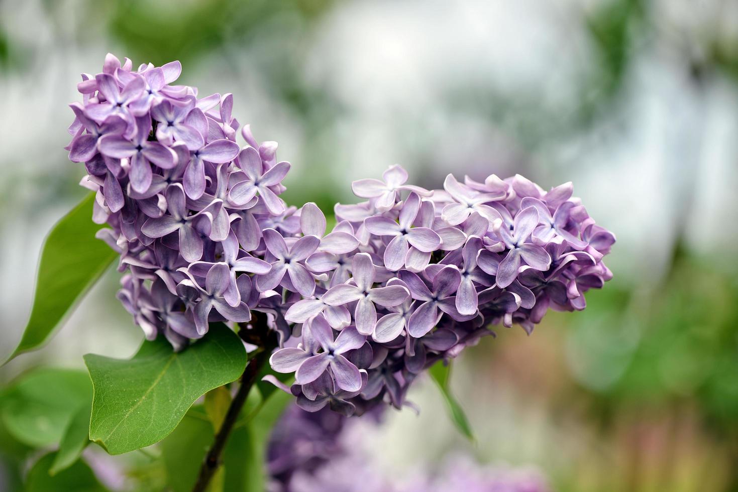 photographie abstraite en gros plan de mise au point sélective. le lilas fleurit dans le jardin. photo