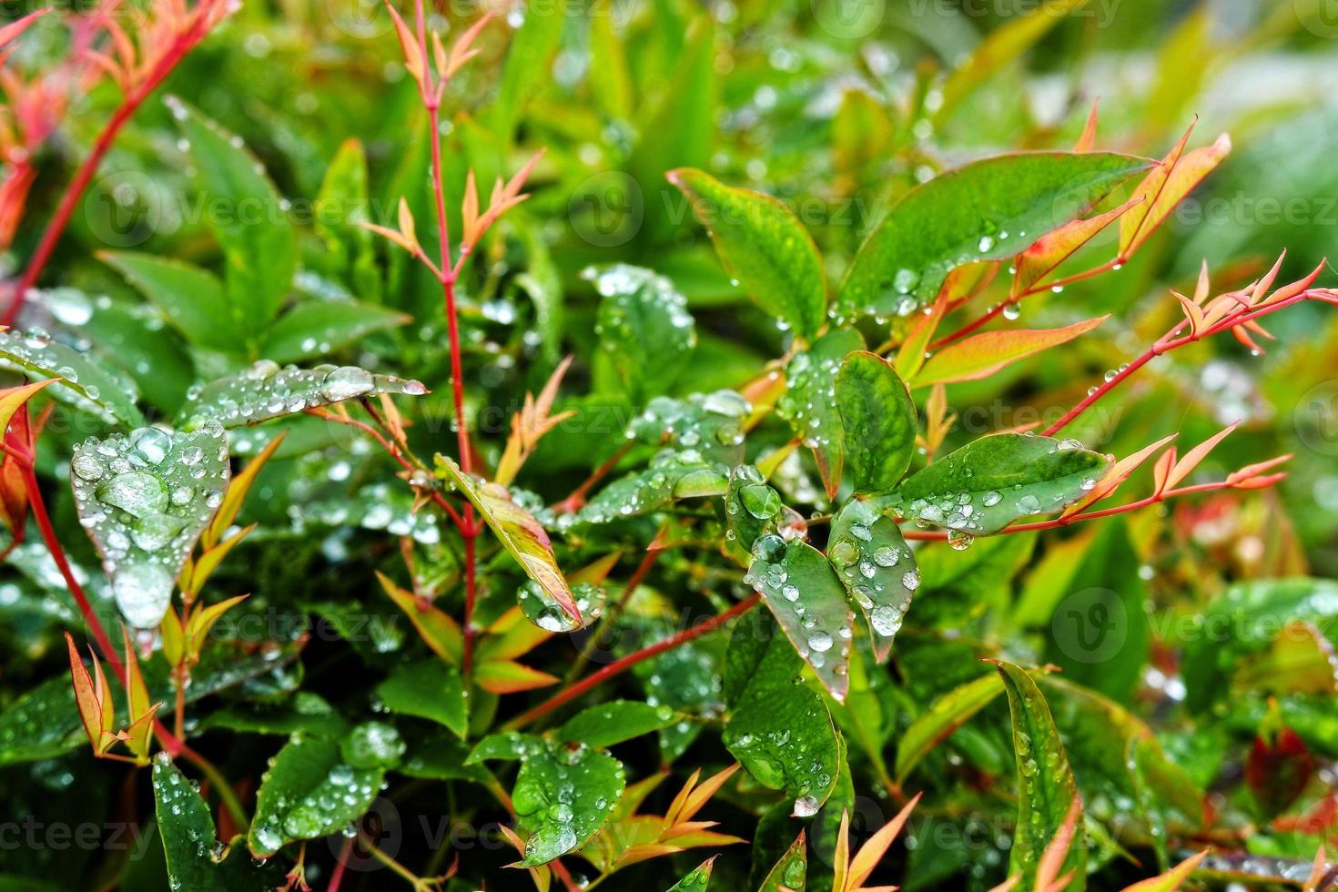mise au point sélective. image. gros plan de feuillage vert frais avec des gouttes d'eau après la pluie - image photo