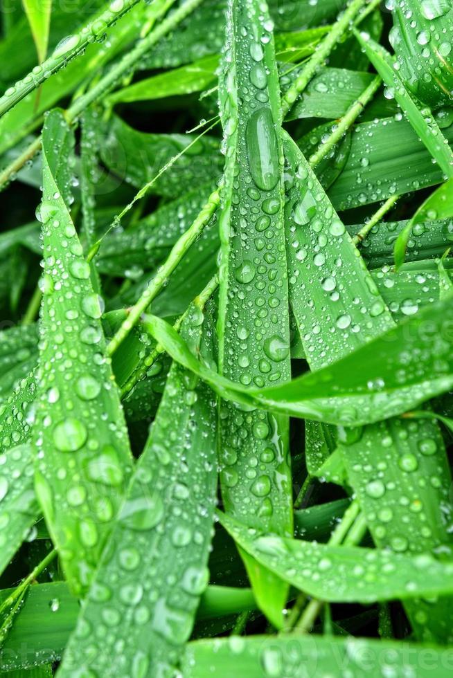mise au point sélective. image. gros plan de feuillage vert frais avec des gouttes d'eau après la pluie - image photo