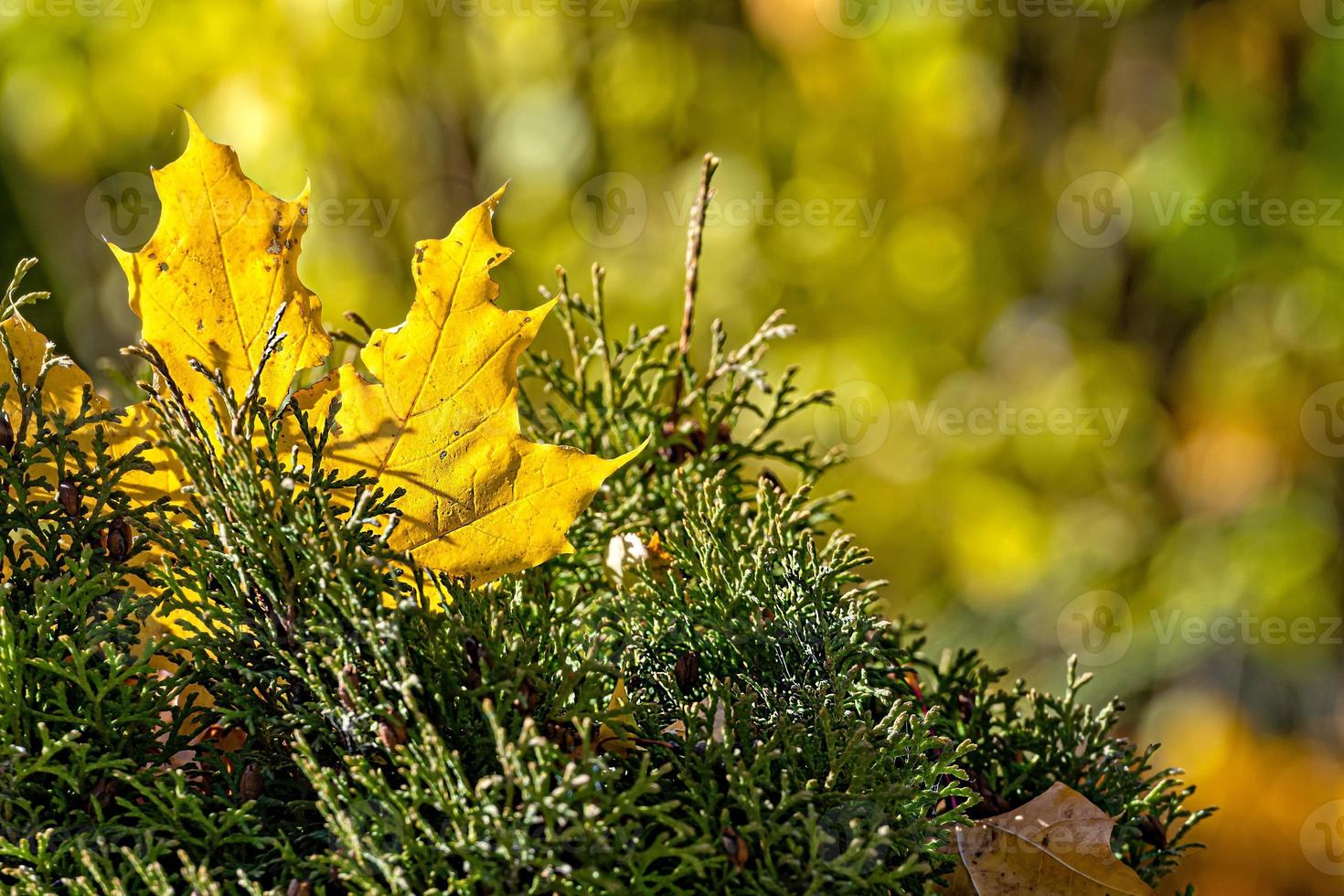 feuille d'érable colorée solitaire allongée sur une mousse. concept d'automne - image photo