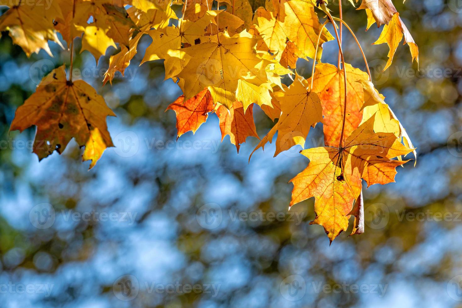 feuilles d'érable d'automne en arrière-plan flou, feuillage, lumière du soleil - image photo