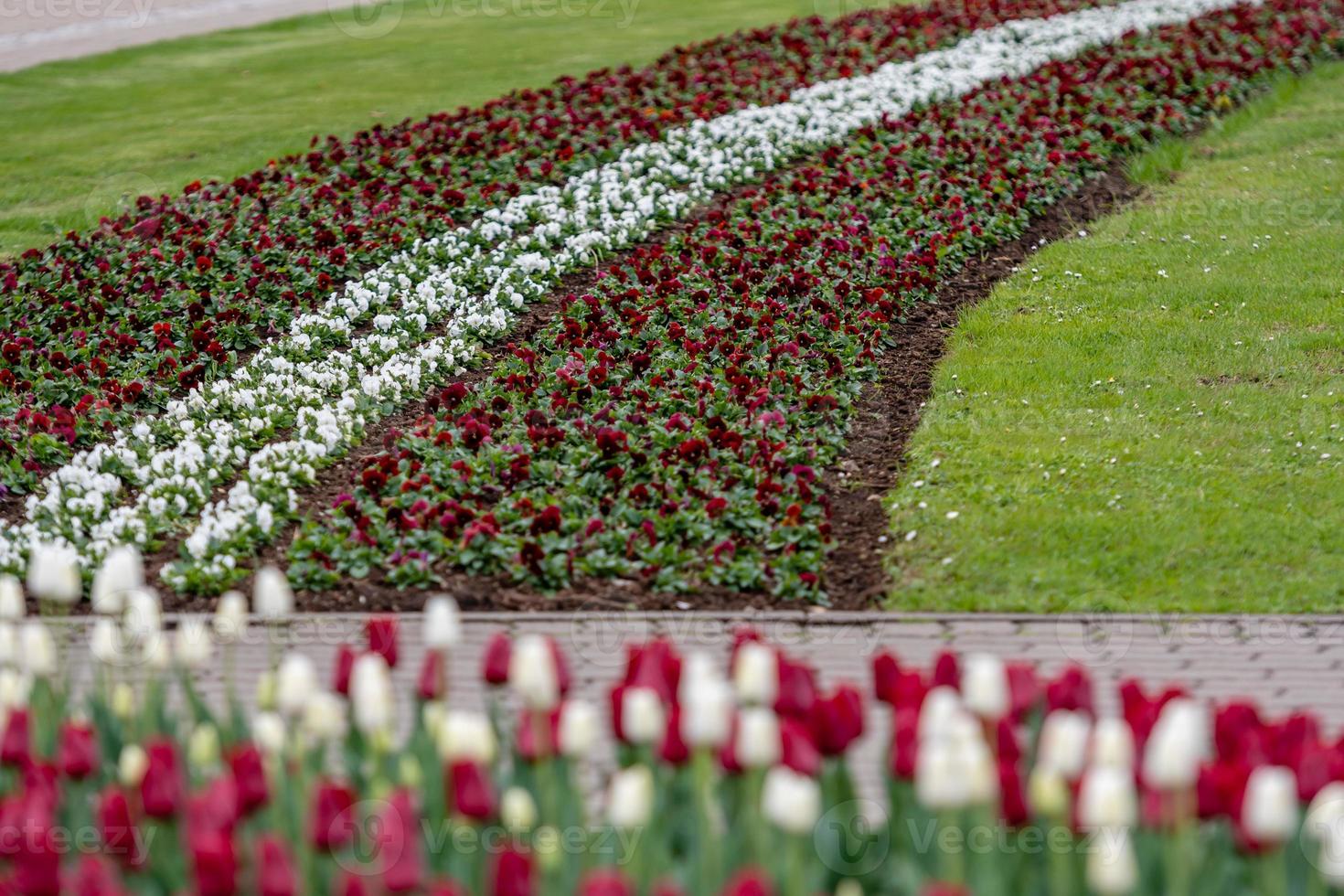 ville de riga, république de lettonie. drapeau letton de tulipes, rouge et blanc. - image photo