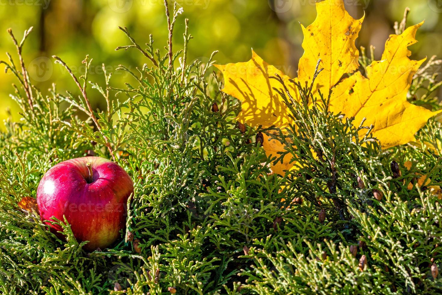 feuille d'érable colorée solitaire et pomme rouge allongée sur une mousse. concept d'automne - image photo