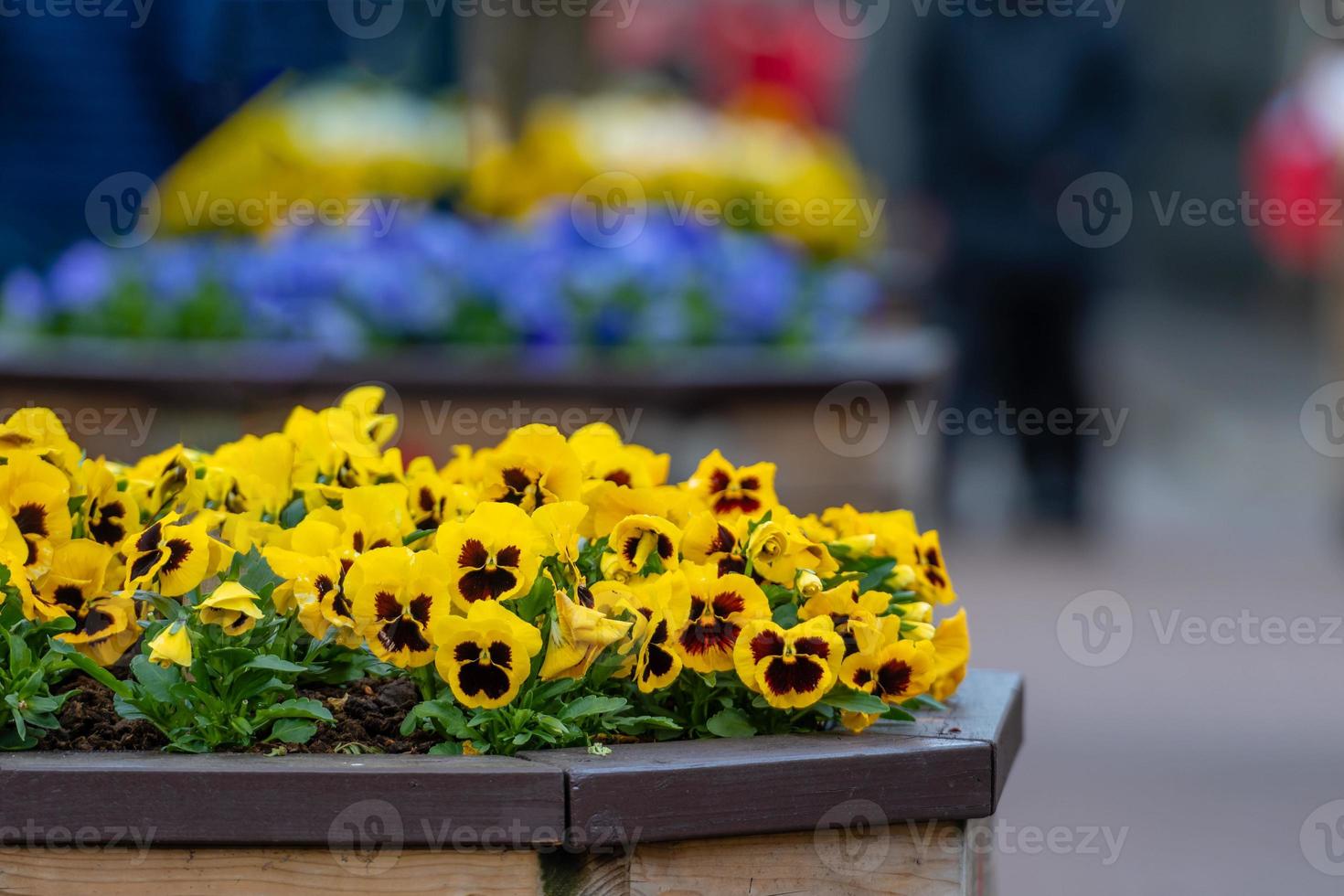 Fleur de pensée alto jaune et marron ou violettes jaunes - image photo