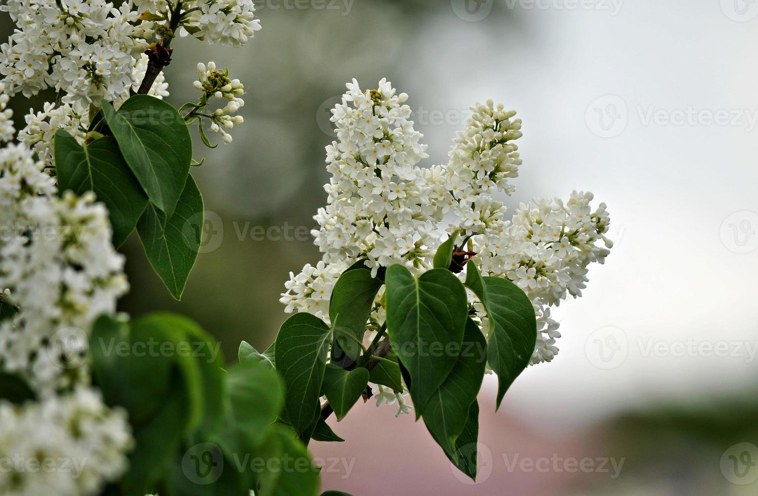 temps de printemps. lilas blanc en fleurs. mise au point sélective. photo